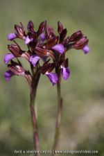 Anacamptis papillionacea ssp. rubra