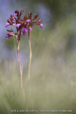 Anacamptis papillionacea ssp. rubra