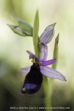 Ophrys romolini
