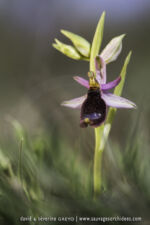 Ophrys romolini