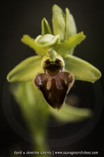 Ophrys classica