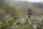 Coeloglossum viride - 20 juin
