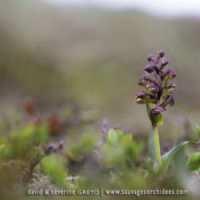 Coeloglossum viride - 20 juin