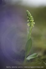 Pseudorchis albida ssp. straminea - 20 juin