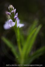 Dactylorhiza islandica - 23 juin