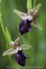 Ophrys incubacea
