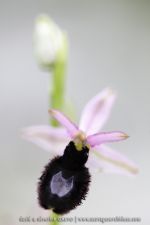 Ophrys bertoloniiformis