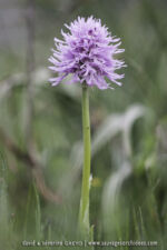 Orchis italica