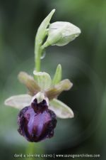 Ophrys garganica
