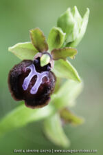Ophrys garganica