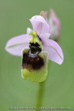 Ophrys neglecta