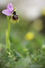 Ophrys neglecta