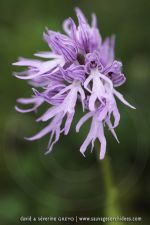 Orchis italica