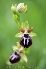 Ophrys garganica
