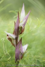 Serapias apulica