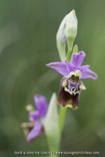 Ophrys apulica