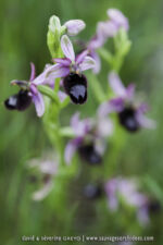 Ophrys bertoloniformis