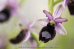 Ophrys bertoloniiformis