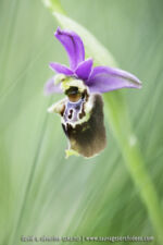 Ophrys apulica
