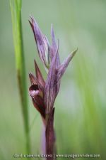 Serapias apulica