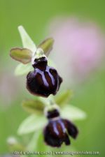 Ophrys garganica