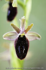 Ophrys promontorii