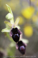 Ophrys promontorii