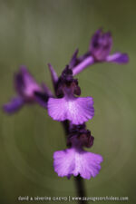 A. morio X A. papilionacea