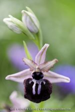 Ophrys sipontensis