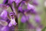 Anacamptis morio
