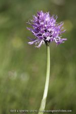 Orchis italica