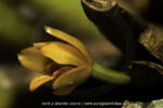 Maxillaria sp. - 9 avril - Saül