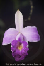 Dendrobium sp. - 9 avril - Saül