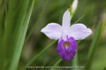 Dendrobium sp. - 9 avril - Saül