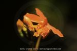 Epidendrum sp. - 9 avril - Saül