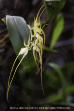 Brassia sp. - 9 avril - Saül