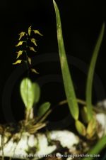 Pleurothallis picta - 9 avril - Saül