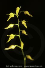Pleurothallis picta - 9 avril - Saül