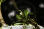 Masdevallia sp. - 9 avril - Saül