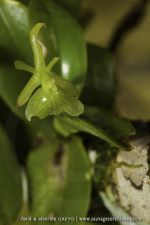 Epidendrum linearidifforme - 9 avril - Saül