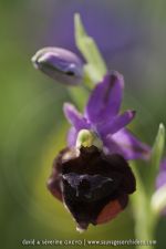 Ophrys biscutella