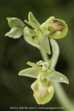 Ophrys sphegodes