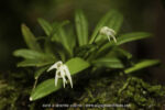 Masdevallia sp. - 9 avril - Saül