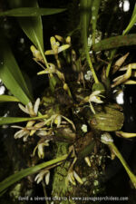 Maxillaria sp. - 9 avril - Saül
