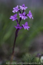 Orchis quadripunctata