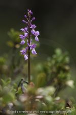 Orchis tenera