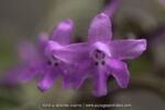 Orchis quadripunctata