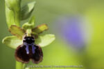 Ophrys garganica