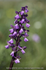 Anacamptis morio