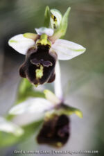 O. biscutella X O. ?